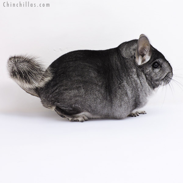 19096 Large Blocky Premium Production Quality Standard Female Chinchilla