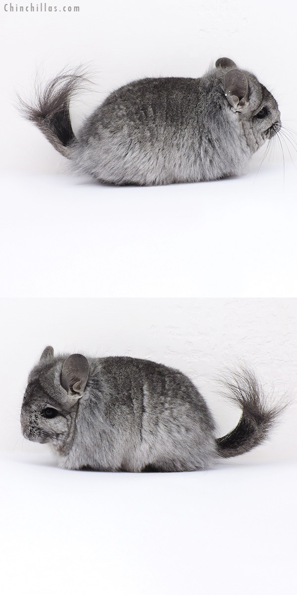 Chinchilla or related item offered for sale or export on Chinchillas.com - 19097 Standard ( Ebony & Locken Carrier )  Royal Persian Angora Female Chinchilla
