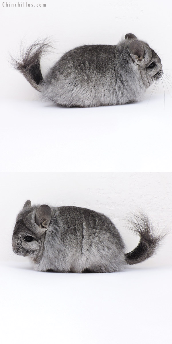 19097 Standard ( Ebony & Locken Carrier )  Royal Persian Angora Female Chinchilla