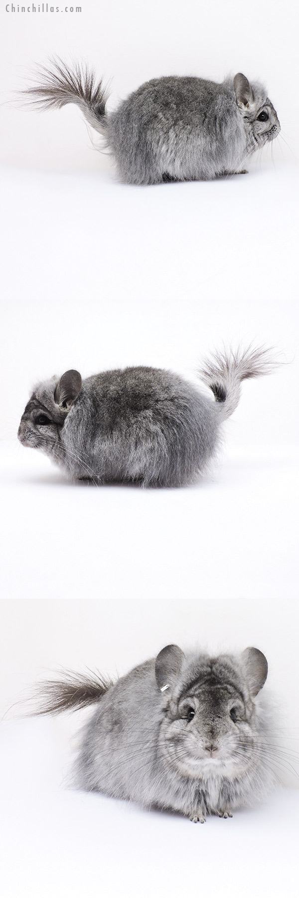 19099 Exceptional Standard G3  Royal Persian Angora Female Chinchilla