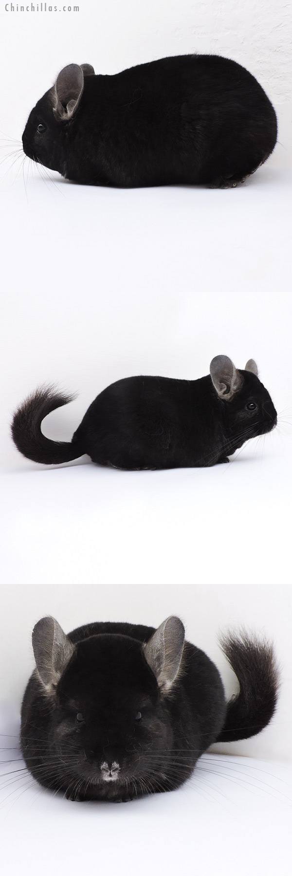 19102 Premium Production Quality Ebony Female Chinchilla