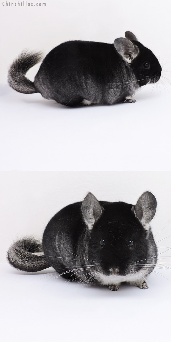 Chinchilla or related item offered for sale or export on Chinchillas.com - 19103 Show Quality Black Velvet Female Chinchilla