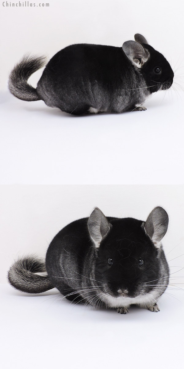 19103 Show Quality Black Velvet Female Chinchilla