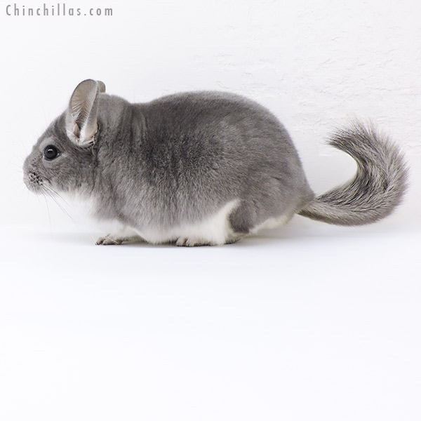 Chinchilla or related item offered for sale or export on Chinchillas.com - 19104 Top Show Quality Violet ( Sapphire Carrier ) Male Chinchilla