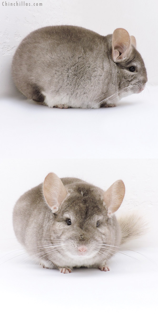 19105 Large Herd Improvement Quality Beige Male Chinchilla