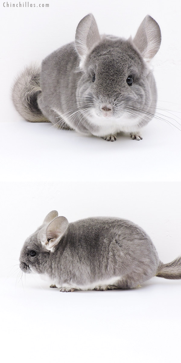 Chinchilla or related item offered for sale or export on Chinchillas.com - 19107 TOV Violet Female Chinchilla