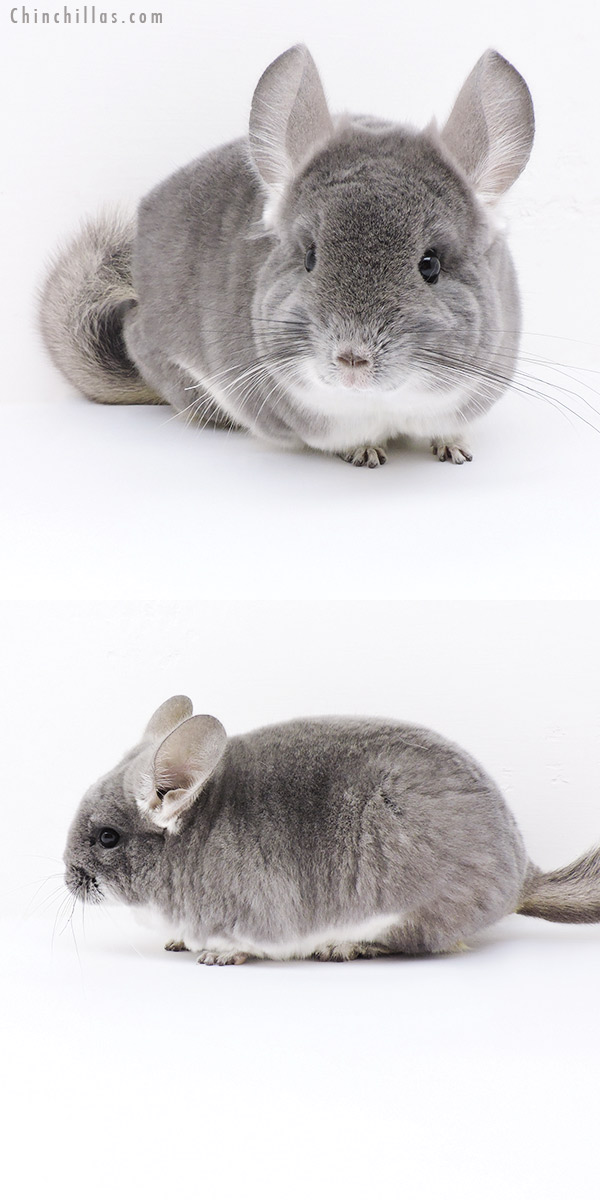 19107 TOV Violet Female Chinchilla