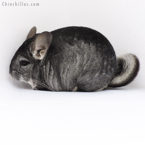 19108 Premium Production Quality Standard Female Chinchilla