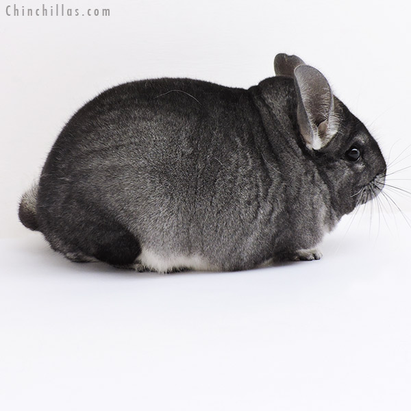 Chinchilla or related item offered for sale or export on Chinchillas.com - 19109 Premium Production Quality Standard Female Chinchilla