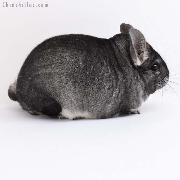 19109 Premium Production Quality Standard Female Chinchilla