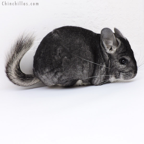 19120 Large Show Quality Standard Female Chinchilla