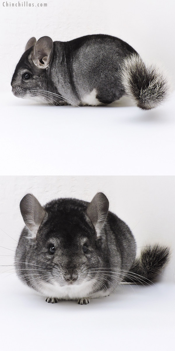 19121 Premium Production Quality Standard Female Chinchilla