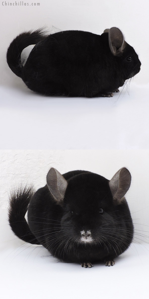 19122 Premium Production Quality Ebony Female Chinchilla