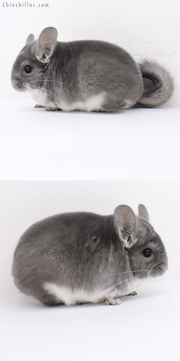 19123 Premium Production Quality Violet Female Chinchilla