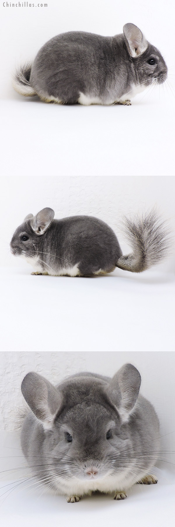 19144 Extra Large Herd Improvement Quality Violet Male Chinchilla
