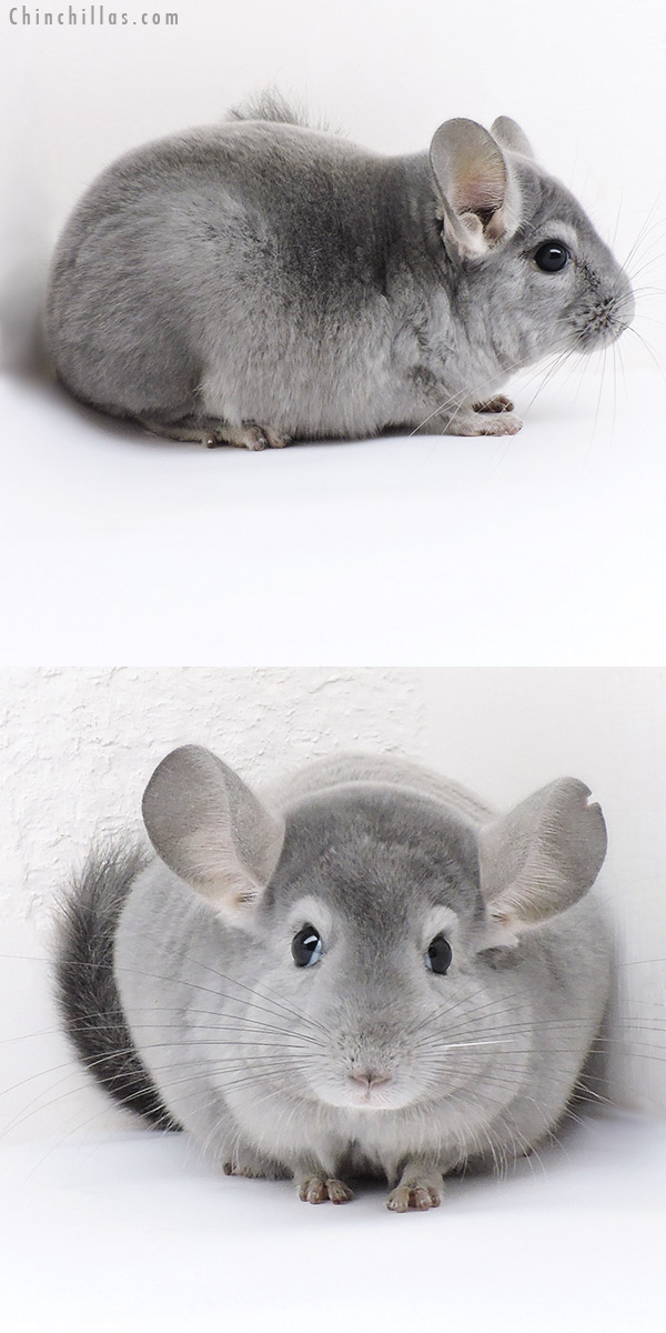 19145 Wrap Around Blue Diamond Male Chinchilla