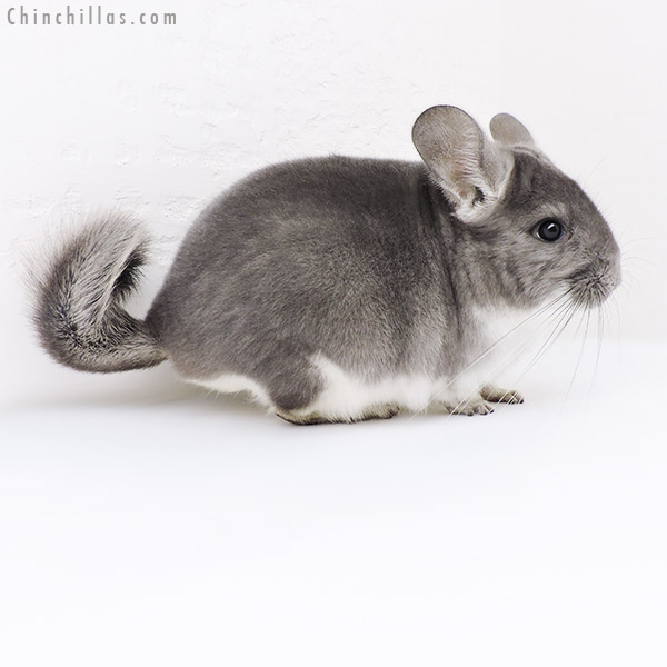 19147 Herd Improvement Quality Violet Male Chinchilla