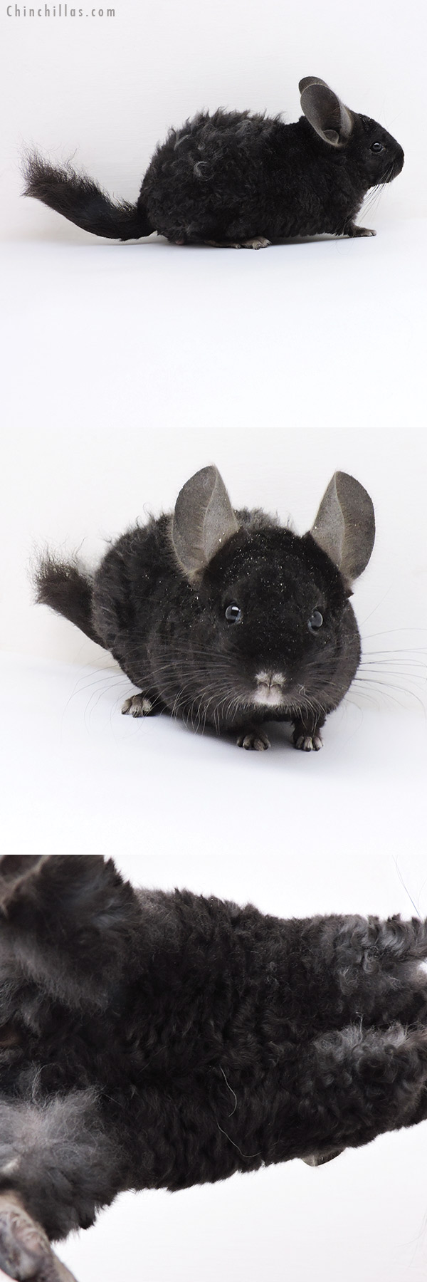 19148 Ebony Full Locken Male Chinchilla