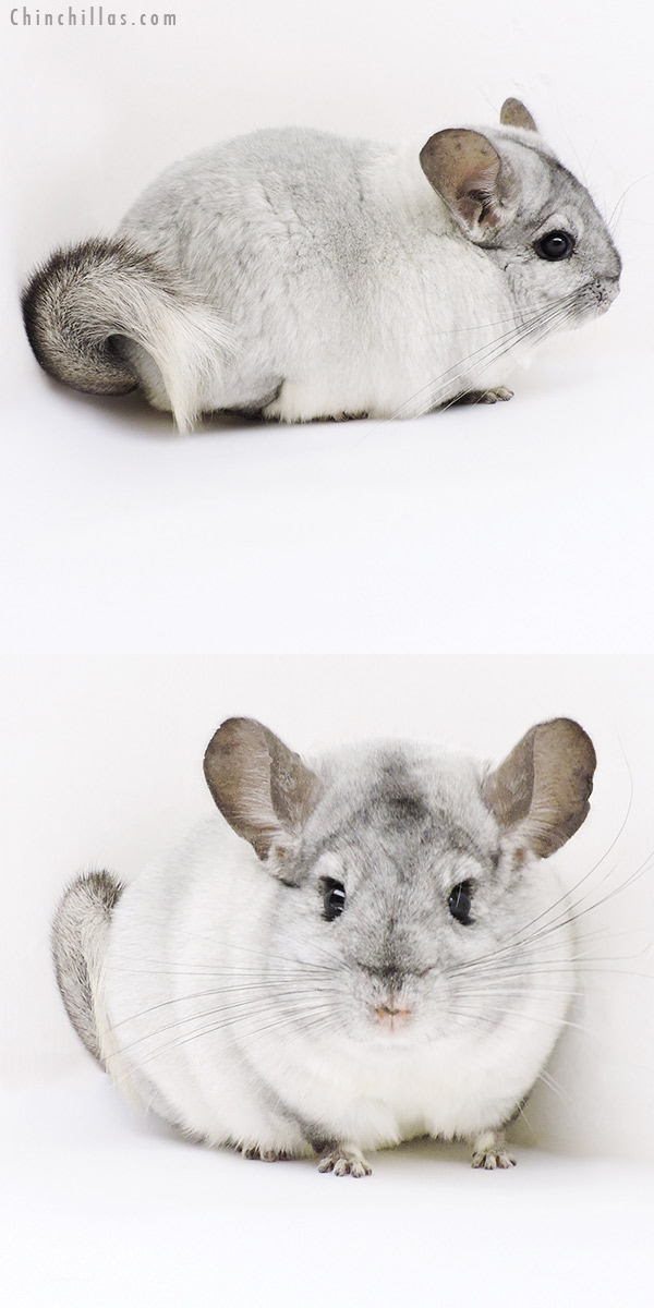 19152 Show Quality White Mosaic Female Chinchilla