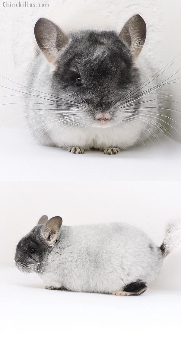 Chinchilla or related item offered for sale or export on Chinchillas.com - 19153 Show Quality Brevi Type TOV White Female Chinchilla
