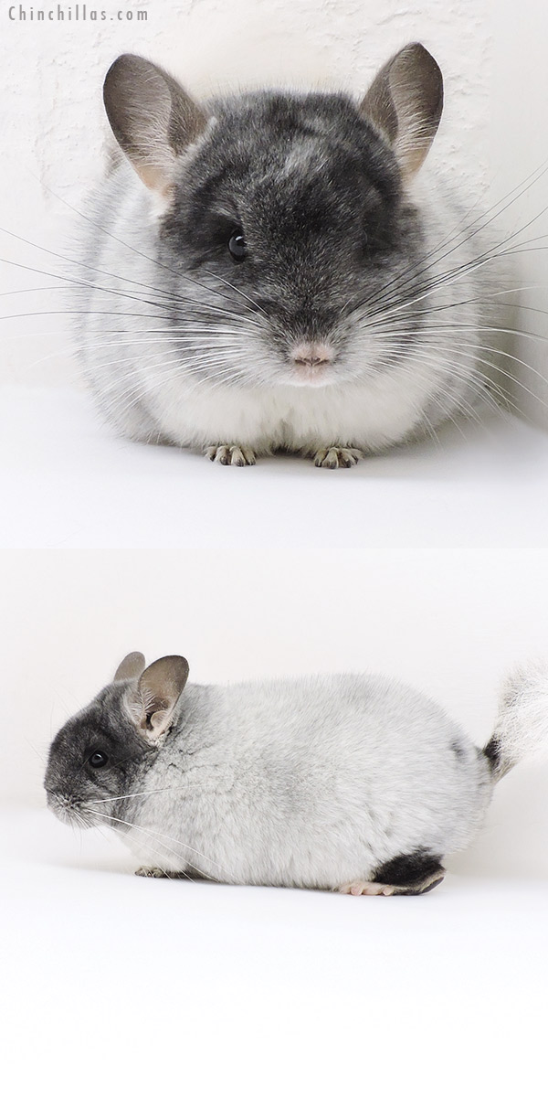 19153 Show Quality Brevi Type TOV White Female Chinchilla