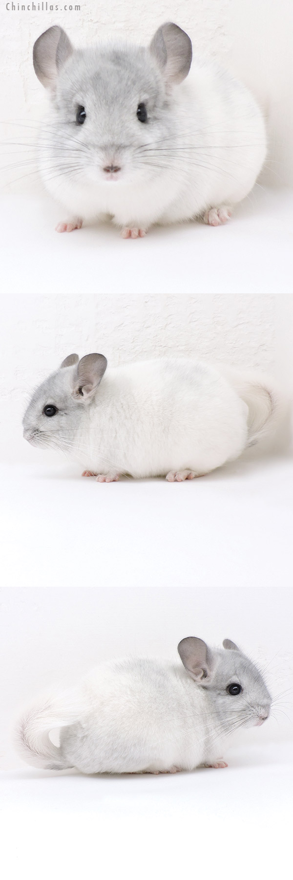 19149 Herd Improvement Quality White Mosaic Male Chinchilla