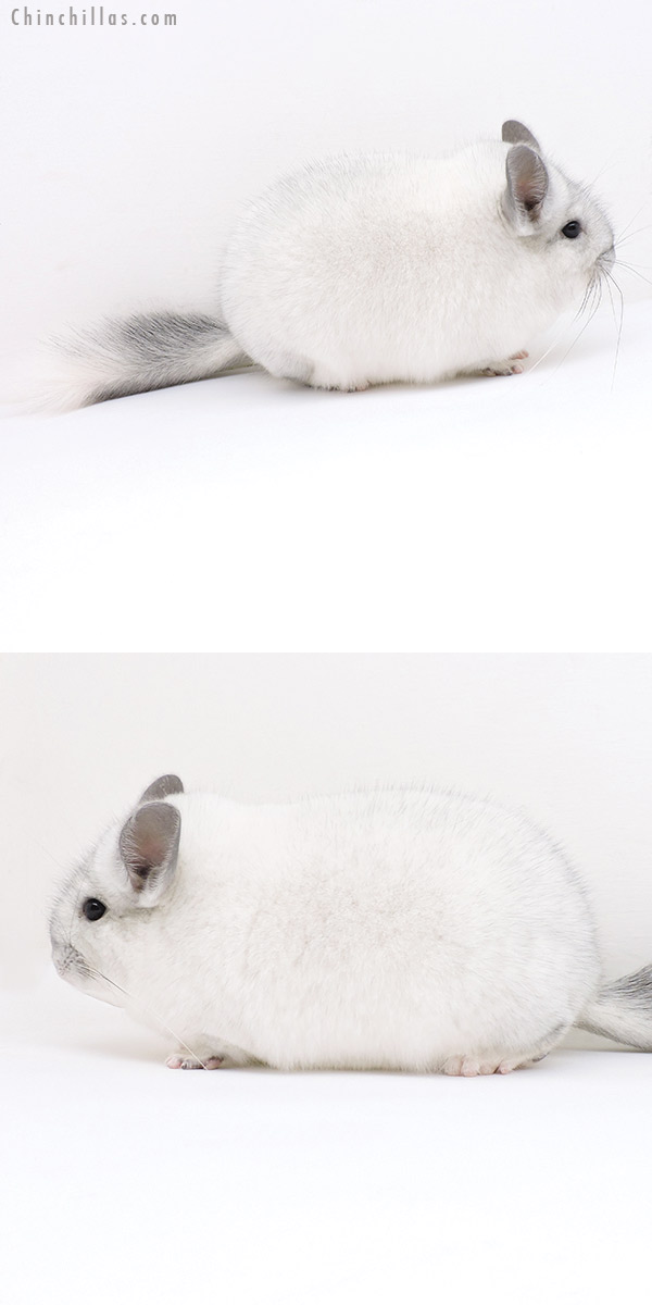 19150 Blocky Herd Improvement Quality Silver Mosaic Male Chinchilla