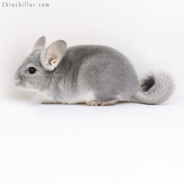 19160 Blue Diamond Male Chinchilla