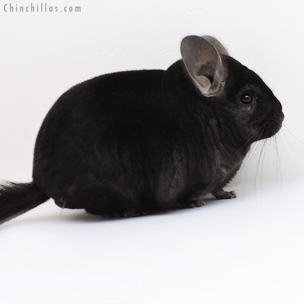 Chinchilla or related item offered for sale or export on Chinchillas.com - 19134 Ebony Male Chinchilla
