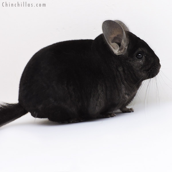 19134 Ebony Male Chinchilla