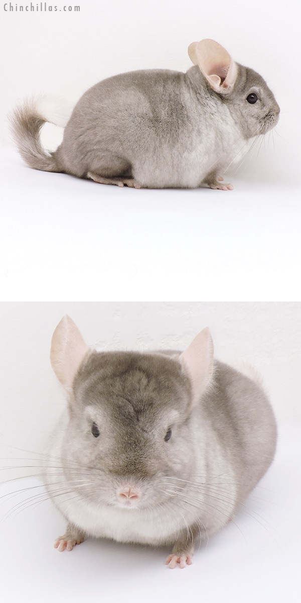 Chinchilla or related item offered for sale or export on Chinchillas.com - 19135 Tan & White Mosaic Male Chinchilla