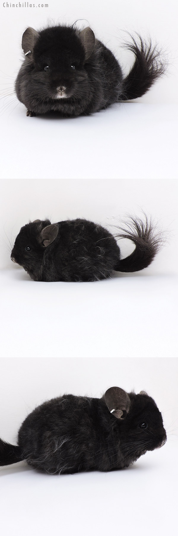 Chinchilla or related item offered for sale or export on Chinchillas.com - 19136 Ebony  Royal Imperial Angora Male Chinchilla