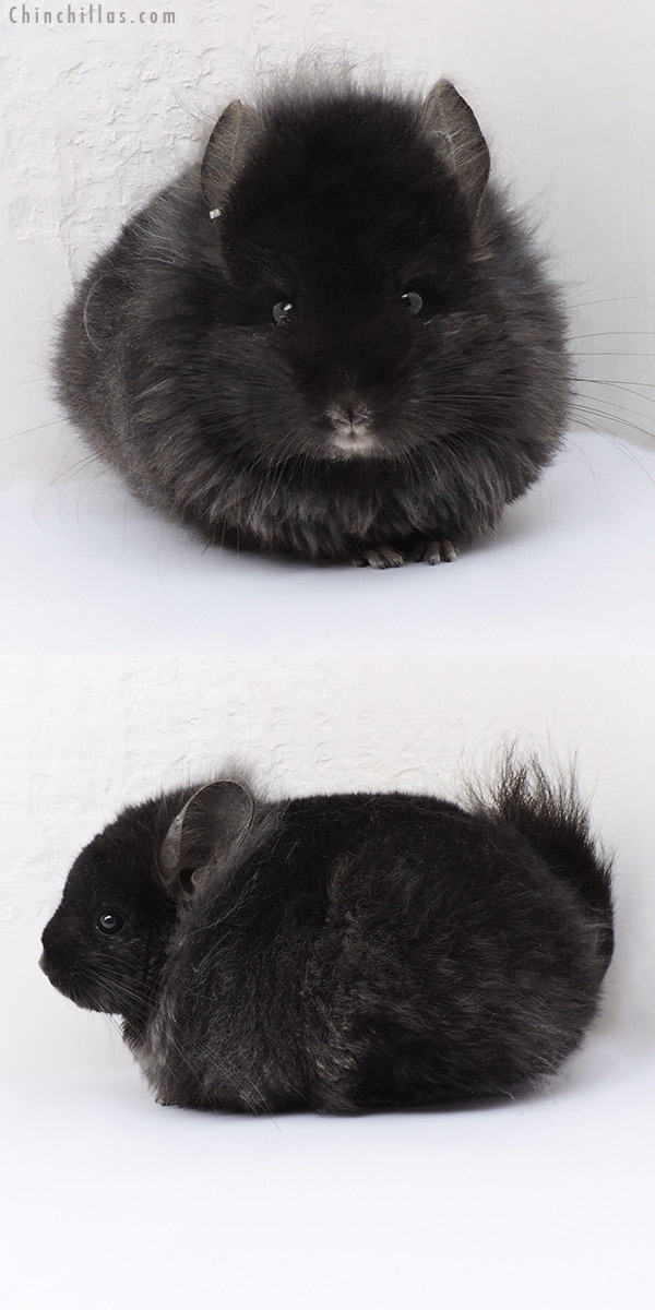 Chinchilla or related item offered for sale or export on Chinchillas.com - 19137 Ebony ( Locken Carrier )  Royal Persian Angora Male Chinchilla