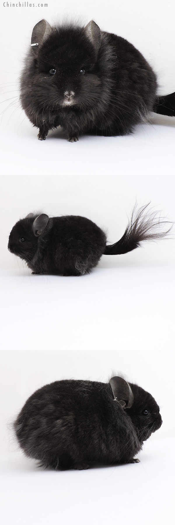 Chinchilla or related item offered for sale or export on Chinchillas.com - 19138 Exceptional Ebony ( Locken Carrier ) G2  Royal Persian Angora Male Chinchilla