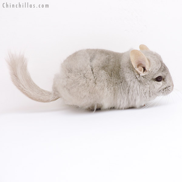 19139 Beige  Royal Persian Angora Male Chinchilla