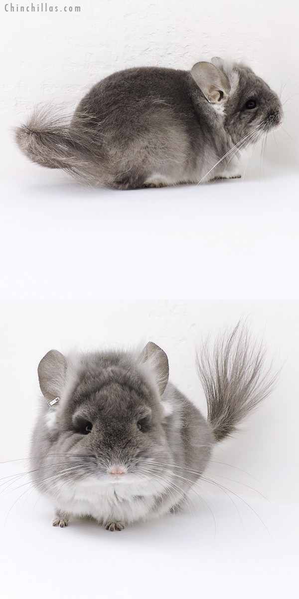 Chinchilla or related item offered for sale or export on Chinchillas.com - 19140 Exceptional TOV Violet  Royal Persian Angora Male Chinchilla
