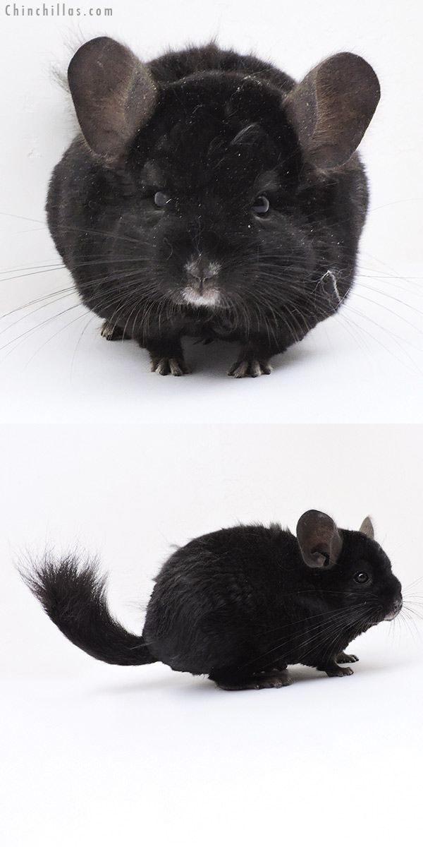 Chinchilla or related item offered for sale or export on Chinchillas.com - 19141 Ebony Quasi Locken Male Chinchilla