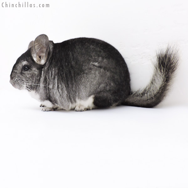 Chinchilla or related item offered for sale or export on Chinchillas.com - 19142 Large Standard Female Chinchilla