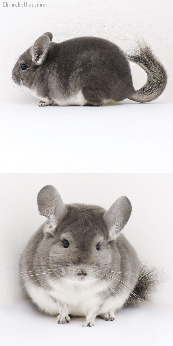 Chinchilla or related item offered for sale or export on Chinchillas.com - 19143 Premium Production Quality Violet Female Chinchilla