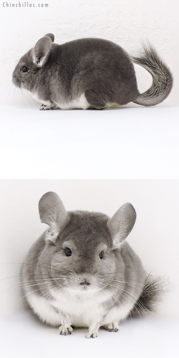 19143 Premium Production Quality Violet Female Chinchilla