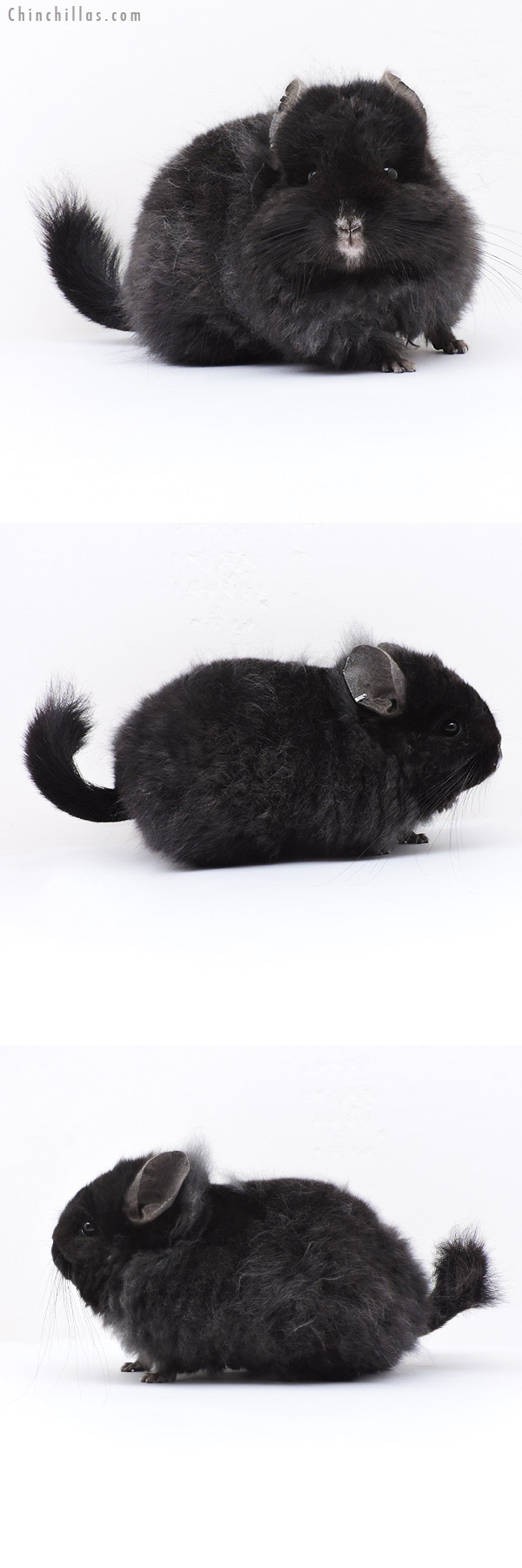 Chinchilla or related item offered for sale or export on Chinchillas.com - 19125 Exceptional Brevi Type  Royal Imperial Angora Female Chinchilla