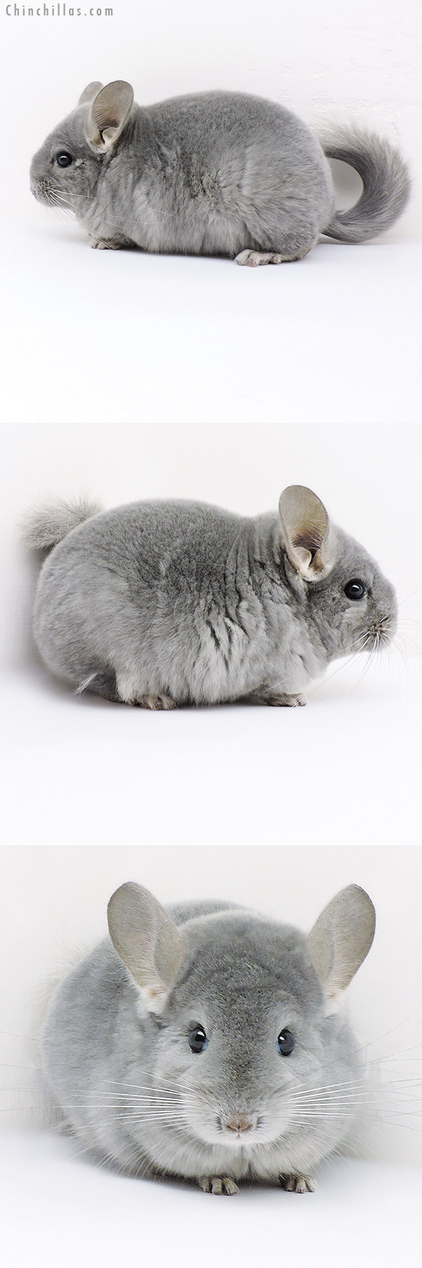 Chinchilla or related item offered for sale or export on Chinchillas.com - 19161 Premium Production Quality Wrap Around Blue Diamond Female Chinchilla