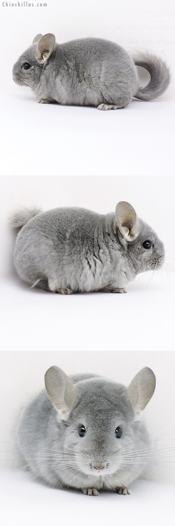 19161 Premium Production Quality Wrap Around Blue Diamond Female Chinchilla