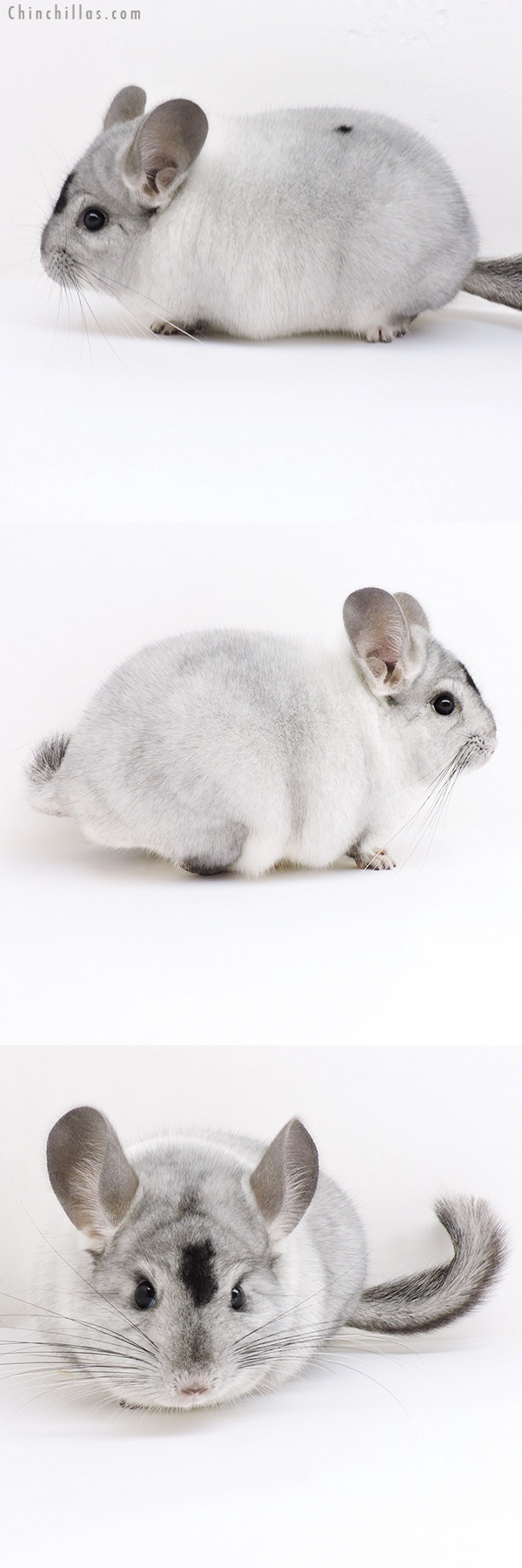 Chinchilla or related item offered for sale or export on Chinchillas.com - 19154 Herd Improvement Quality Extreme White Mosaic Male Chinchilla