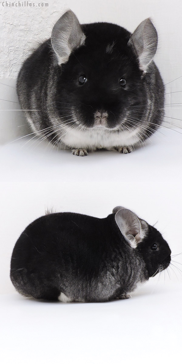 19155 Herd Improvement Quality Black Velvet Male Chinchilla