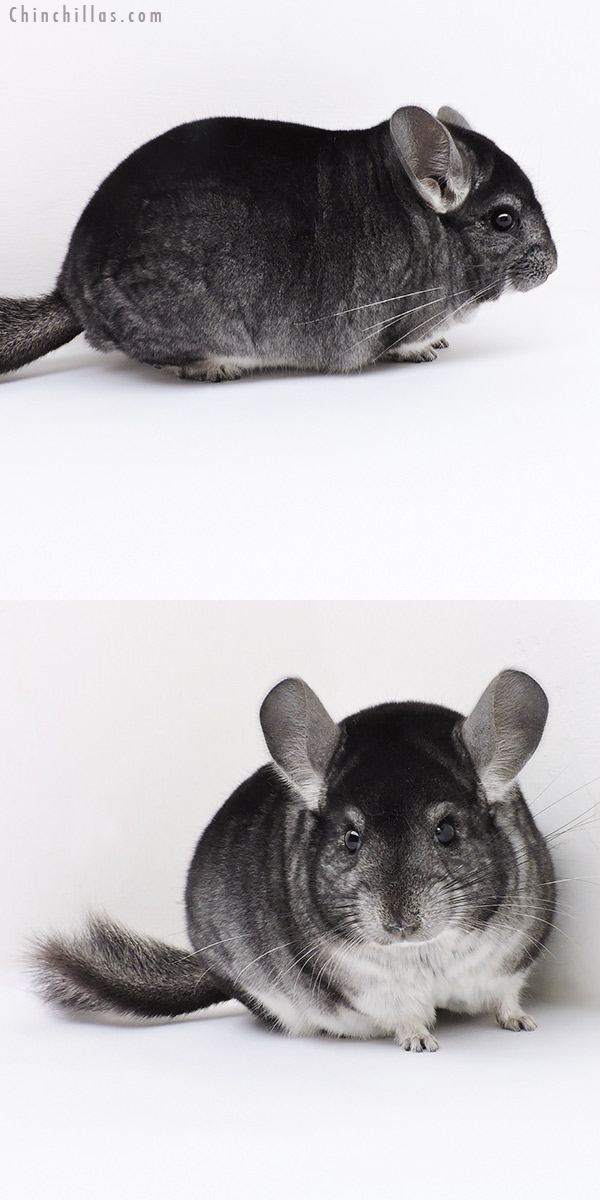 19157 Herd Improvement Quality Standard Male Chinchilla