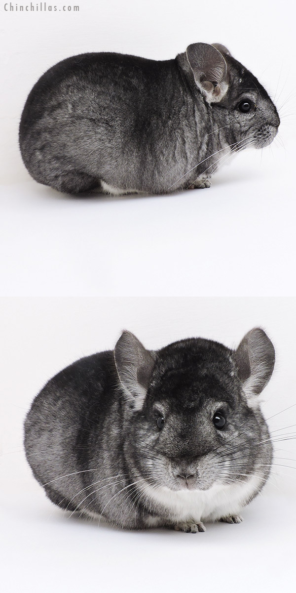 Chinchilla or related item offered for sale or export on Chinchillas.com - 19158 Large Herd Improvement Quality Standard Male Chinchilla