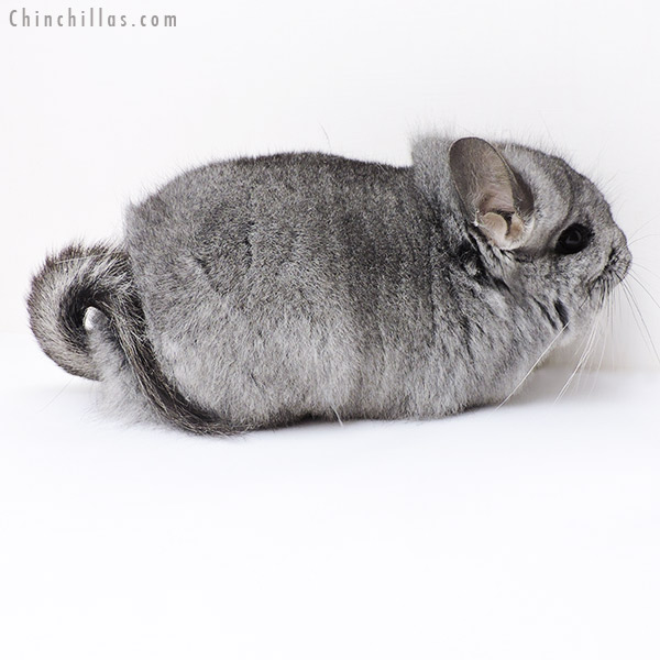 19126 Standard ( Ebony & Locken Carrier )  Royal Persian Angora Female Chinchilla