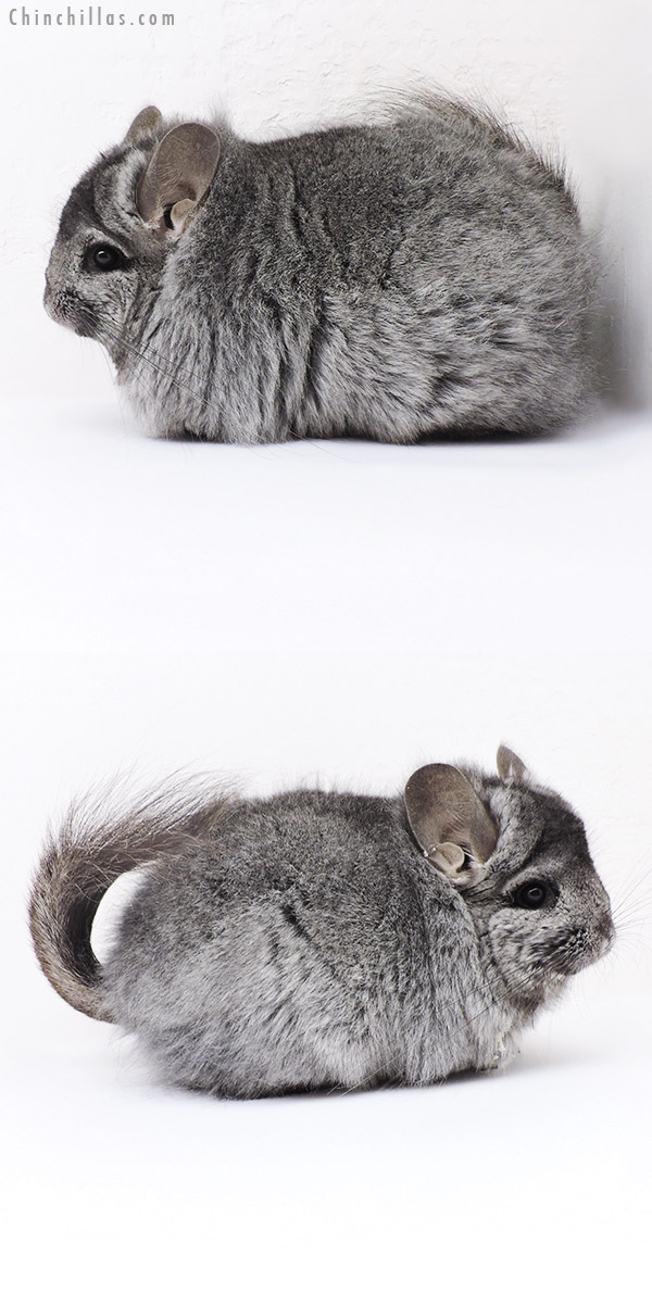 19128 Large Blocky Hetero Ebony ( Locken Carrier )  Royal Persian Angora Female Chinchilla