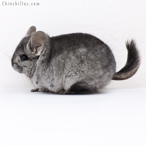 Chinchilla or related item offered for sale or export on Chinchillas.com - 19133 Hetero Ebony ( Locken Carrier )  Royal Persian Angora Female Chinchilla